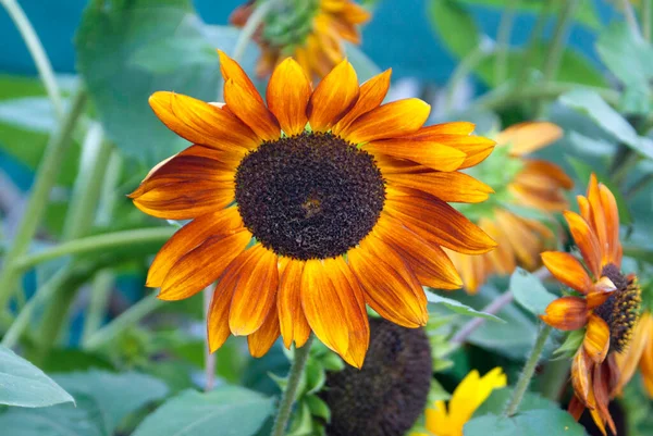 Flower of brown shades of sunflower with green leaves in the garden during the day