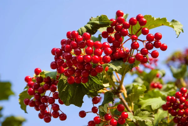 Red viburnum berries with green leaves on a bush on a summer sunny day