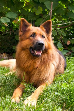 Red German Shepherd lies on the thick green grass in the yard during the day