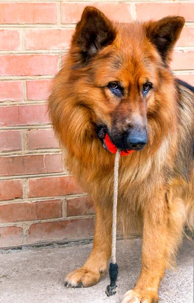 Red German Shepherd holds a game ball in his mouth on a background of red brick
