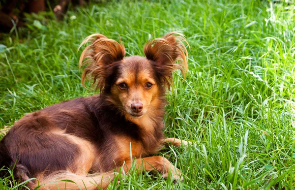 Red Dog Big Ears Lies Thick Green Grass Yard Day — Foto de Stock