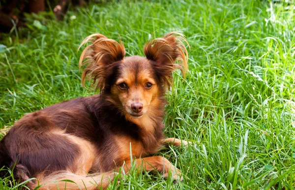 Red dog with big ears lies on the thick green grass in the yard during the day