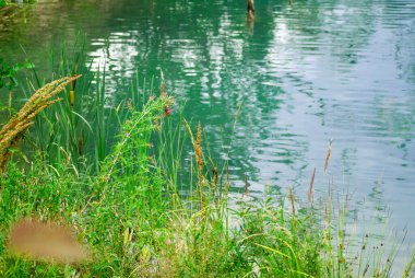 A beautiful Ukrainian lake based on a clay quarry surrounded by different herbs on a summer day