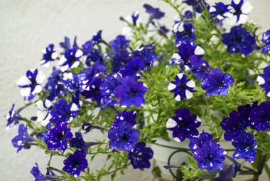 Blue and white petunia bush with different patterns on the petals in the garden during the day