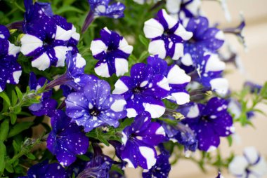 Blue and white petunia bush with different patterns on the petals in the garden during the day
