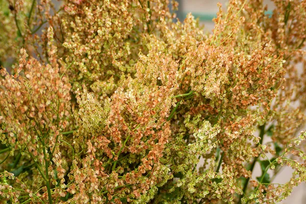 Yellow-brown flowers of sorrel in the vegetable garden during the day