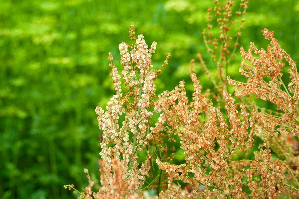 Yellow-brown flowers of sorrel in the vegetable garden during the day