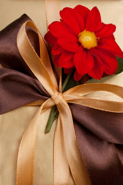 Golden gift with beige and brown ribbons, a red dahlia flower in the middle against the backdrop of greenery in the garden