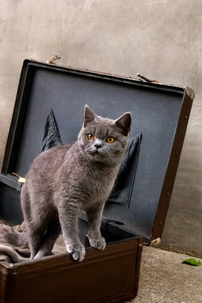 British breed cat in an old suitcase with a plaid on the street during the day