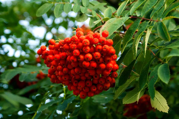 Branches with leaves and rowan berries of orange color on the street on a summer day