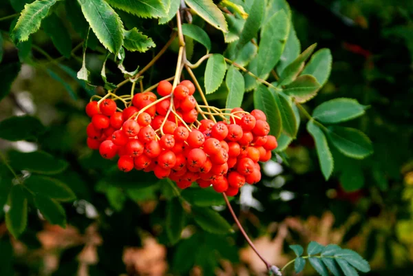 Branches with leaves and rowan berries of orange color on the street on a summer day