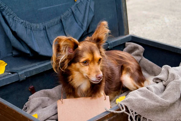 Red dog abandoned by people who left in an old suitcase with a plaid on the street during the day