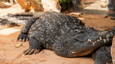 crocodile with the mouth closed but showing the ferocious teeth