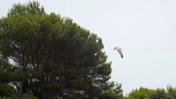 Seagull Flying Air Pine Trees Sea — Zdjęcie stockowe