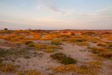 Typical landscape of the dunes in the Mediterranean