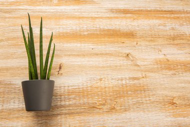 Small potted plant on old wood