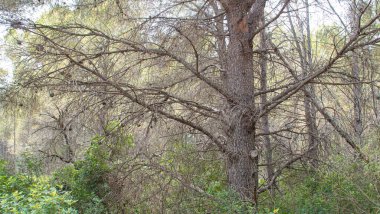 Uncared for Mediterranean forest with Pine trees