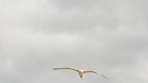 Seagull Flying Air Wings Spread — Stock Fotó