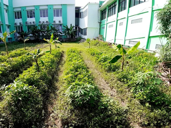 cassava trees in the mini garden behind the hospital that seem to be thriving with their bright green leaves illuminated by the bright morning sun