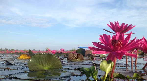 Red lotus in lake with lotus leaf and cloudy blue sky