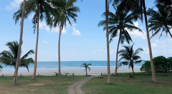 Stone Path Way Resort Beach Coconut Tree — Stock Photo, Image