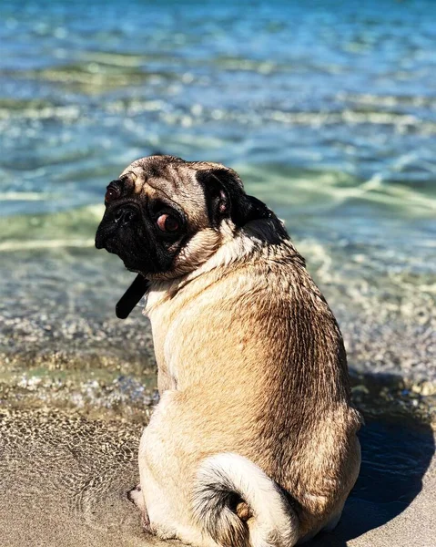 Pug Style Beach Life What Beautiful View — Zdjęcie stockowe