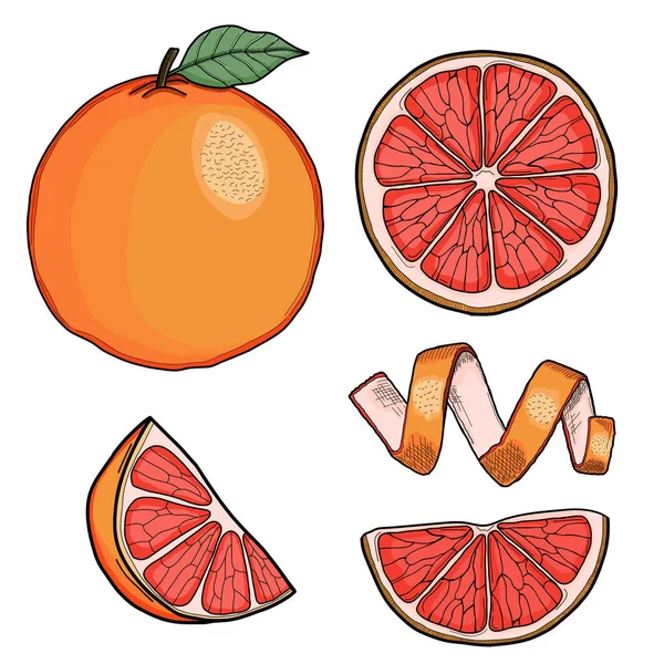 Koleksi Gambar Tangan Grapefruit Terisolasi - Stok Vektor