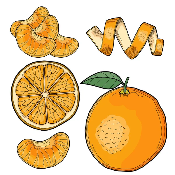 Clementine Hand Drawn Illustration Collection - Stok Vektor