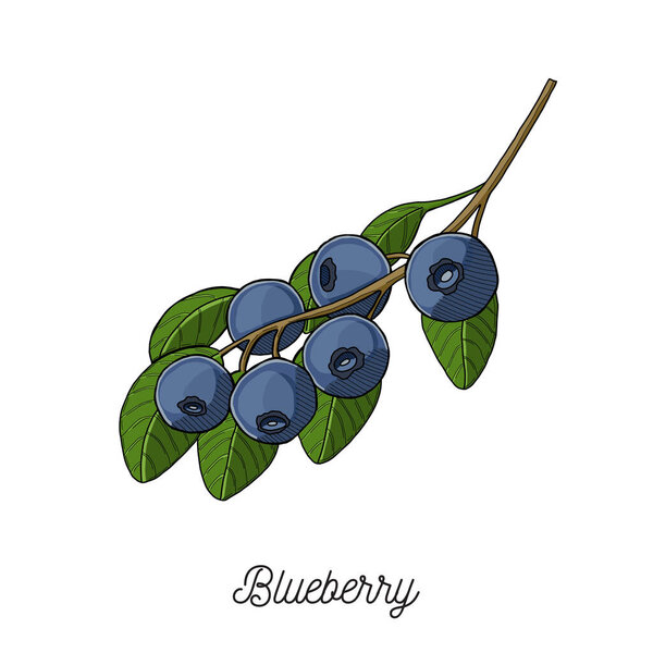 Blueberry fruit illustration hand drawn