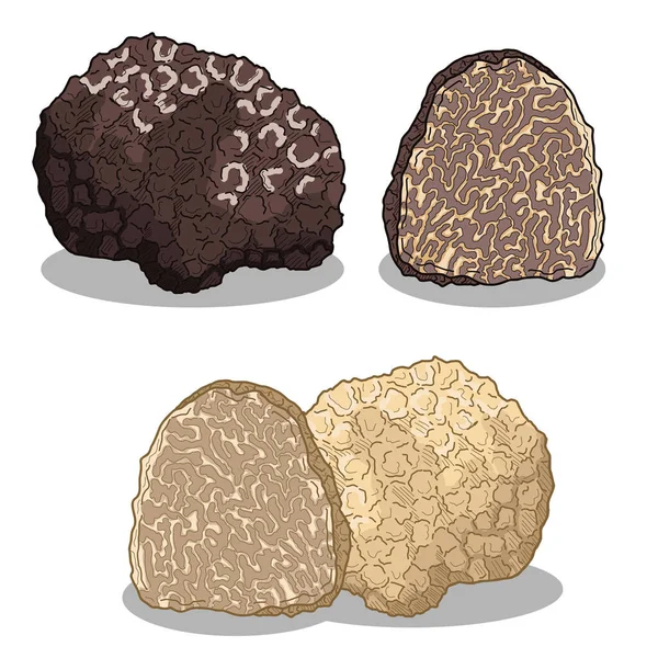 Truffle Mushroom Collection Black White Truffle Illustration Set – stockvektor