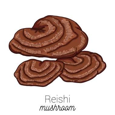 Reishi Tıbbi Mantar Renkli Vektör El Çizimi