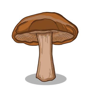 Shiitake Mantar Koleksiyonu Renkli El Çizimi