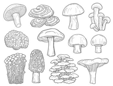 Mantar Tipleri Koleksiyonu Siyah ve Beyaz El Çizim Seti