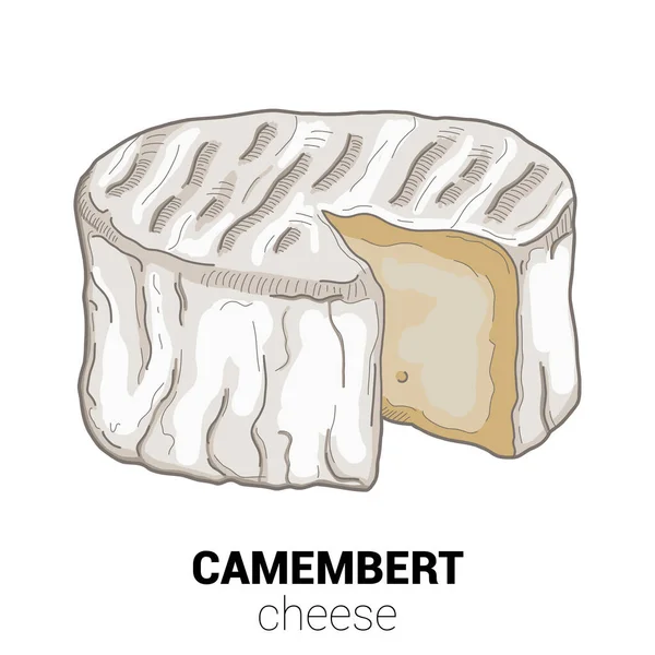 Camembert Cow Cheese Colorido Vector Ilustración — Vector de stock