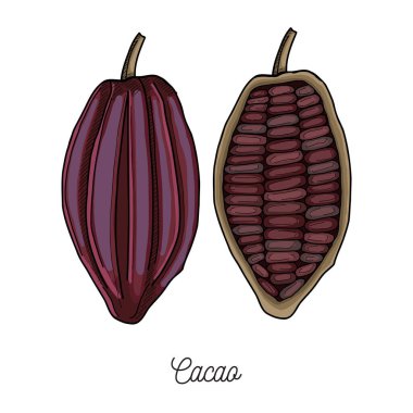 Cacao beans illustration hand drawn