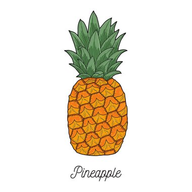 Pineapple fruit illustration hand drawn