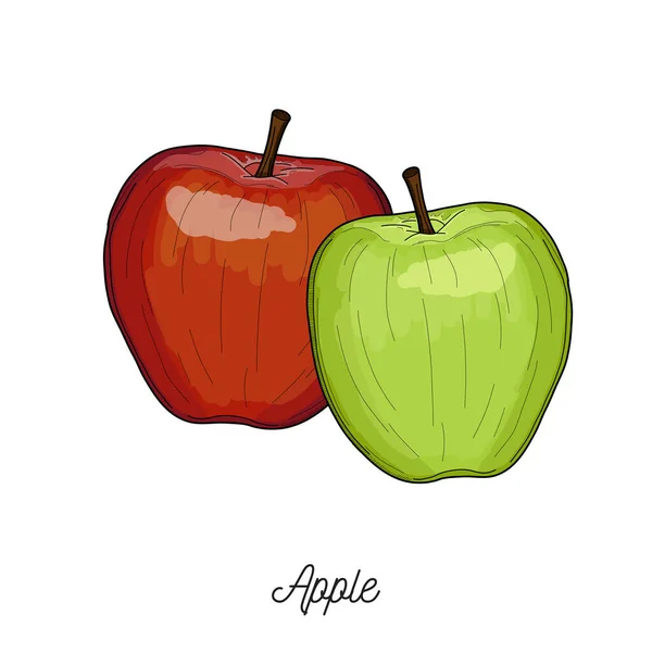 Apple Fruit Illustration Hand Drawn — Vettoriale Stock