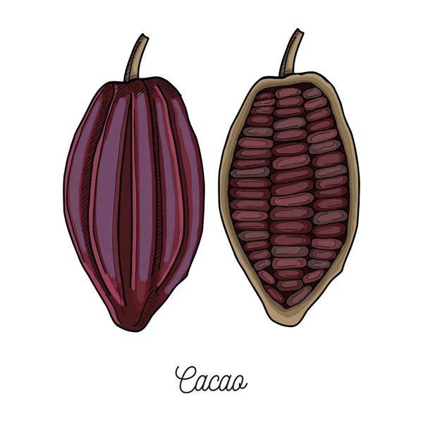 Cacao Beans Illustration Hand Drawn - Stok Vektor