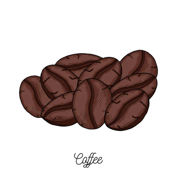 Coffee Beans Illustration Hand Drawn — Stok Vektör