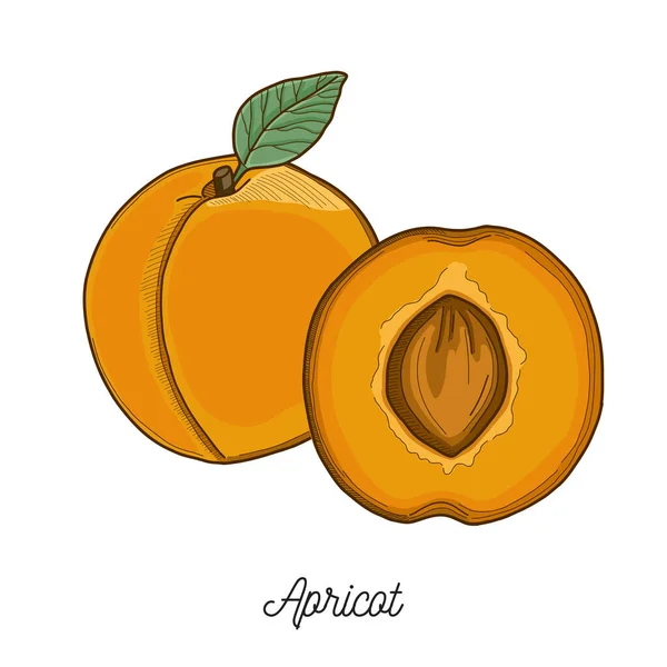 Apricot Fruit Illustration Hand Drawn - Stok Vektor