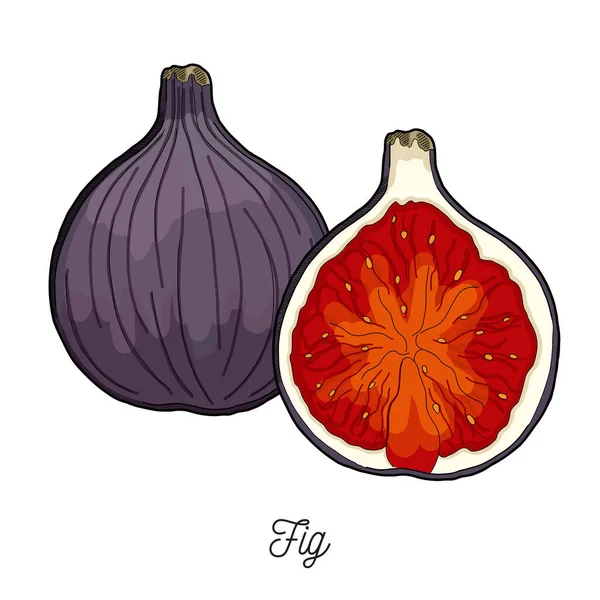 Fig Fruit Illustration Hand Drawn - Stok Vektor