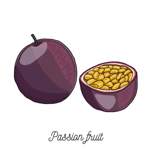 Passionfruit Maracuja Fruit Illustration Hand Drawn - Stok Vektor