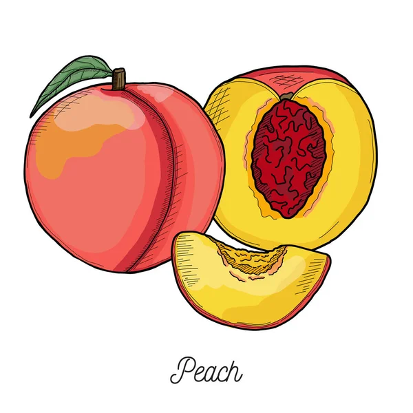Peach Fruit Illustration Hand Drawn - Stok Vektor