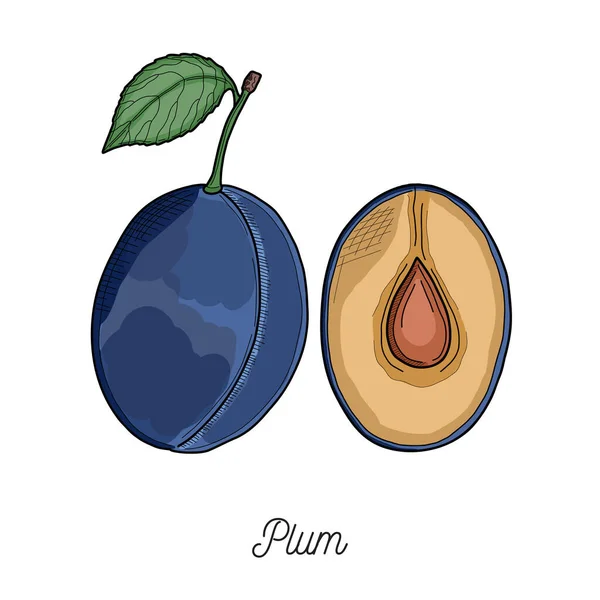 Plum Fruit Illustration Hand Drawn - Stok Vektor
