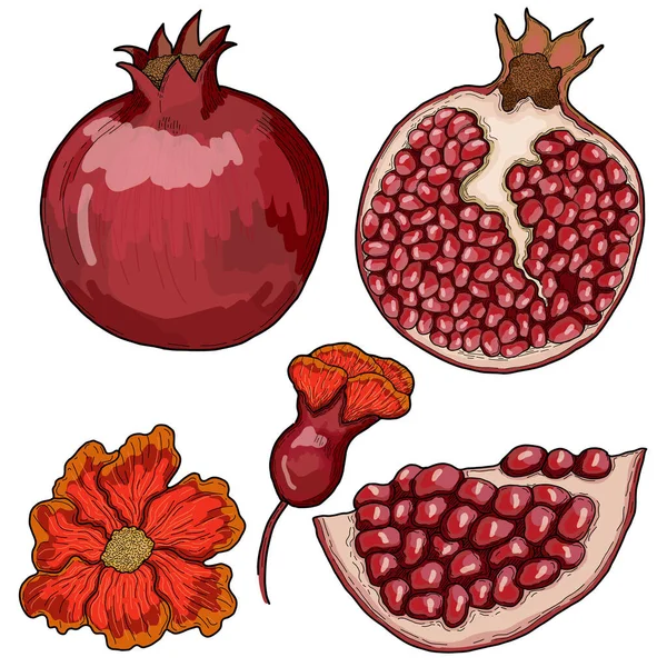 Pomegranate Hand Drawn Illustration Collection Isolated - Stok Vektor