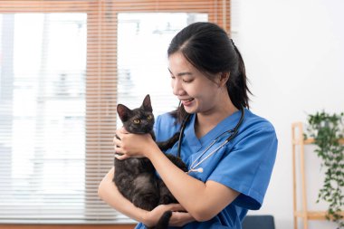 Veterinarian woman in blue uniform is playing with a lovely cat to hugging and stroking while working to treatment of the cat in veterinary clinic.