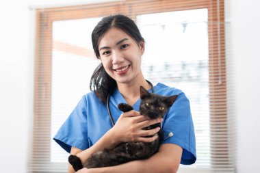 Veterinarian woman in blue uniform is playing with a lovely cat to hugging and stroking while working to treatment of the cat in veterinary clinic.