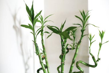 Bunch of potted green bamboos as a home decor. Home interior decoration concept.