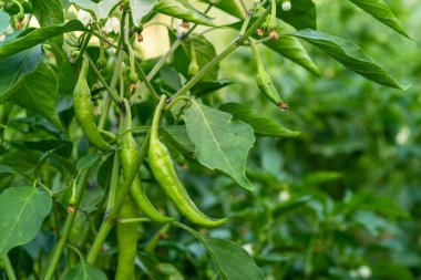 Close up photo of green chilli pepper hanging on twig in the farmyard.