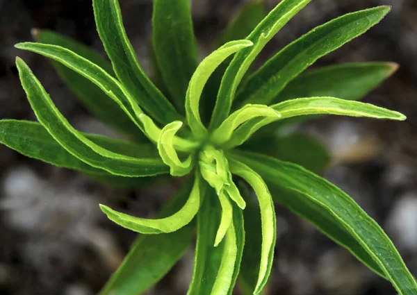 Top View Macro Photo Green Plant Growing Ground Abstract Nature — Stockfoto